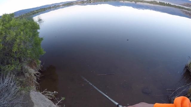 Snakes And Topwater Bass | Bass Fishing A Pond With A Rebel Popper смотреть онлайн