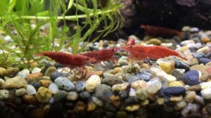 Мой аквариум. Креветосы. Креветки Вишни. 06.12.2021.