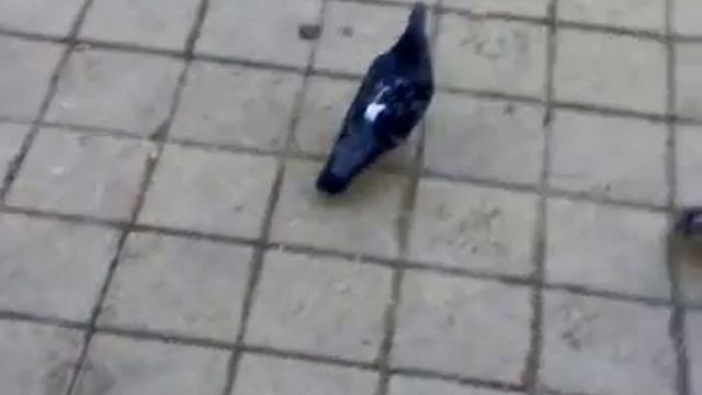 прикормка голубей