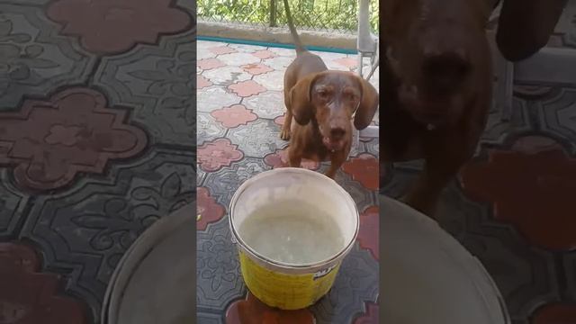 прикольная такса смотреть онлайн