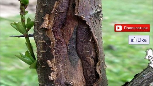 Бороздование коры яблони. Лечение повреждения коры у яблони. Солнечные ожоги на коре плодовых деревьев. Цитоспороз коры деревьев. Цитоспороз коры деревьев.