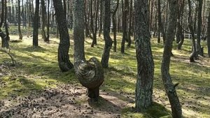 Танцующий лес | Куршская коса | Калининградская область