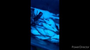 Рыбалка на реке Ишим