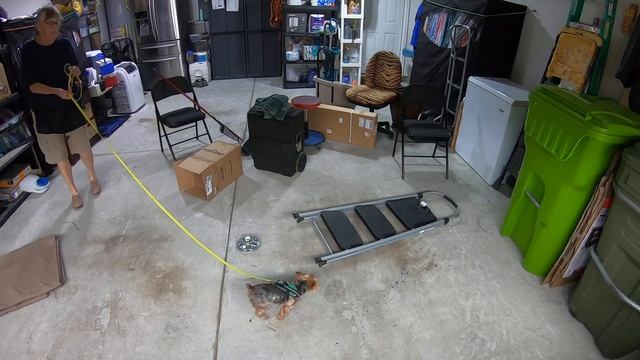 Finn distraction chick feeder find step stool