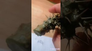 Мой сеянец Пахиподиум ЛАЙМЕРА. 2Х ЛЕТ ЗАБОЛЕЛ И УВЫ.... СПАСАТЬ НЕЧЕГО...