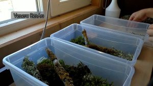 Улитки Древесники.