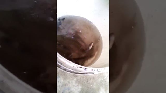 Котики ловят рибу из ведра смотреть онлайн