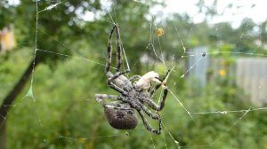 Паук ест бабочку, например
