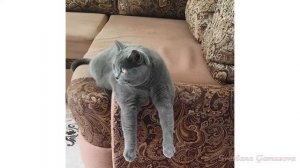 Британский кот Гриша -- звезда экрана!!!