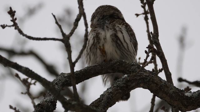 Воробьиный сычик (декабрь 2019) смотреть онлайн