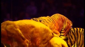 Отрывок выступления Братьев Запашных с хищниками из Шоу «Легенда» / 2012 год