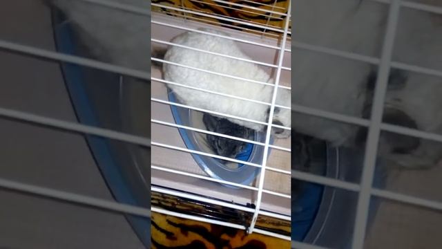 Буся и Шуша принимают песочные ванны смотреть онлайн