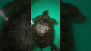 Почему красноухая черепаха мало ест зимой?