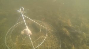 Раколовка для ловки раков из оцинкованной нержавеющей проволоки