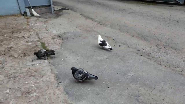 Люблю кормить птичек. Плюс мойка-голубь. смотреть онлайн