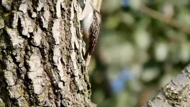 Короткопалая пищуха   Certhia brachydactyla смотреть онлайн