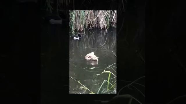 Патешка баня в парка 🦆🍀💖🧜🏻♀️ Ducks’ bath time in the park pond смотреть онлайн