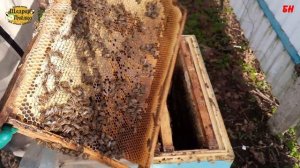 пчеловодство, май - весна самое время ставить вощину