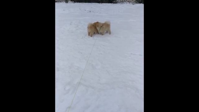 Teddy. Teddy's life. Померанский шпиц. Шпицуля. Москва. Прогулка с другом. Милые собачки.