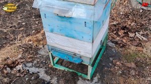 пасека, пчеловодство, чей способ зимовки лучше да