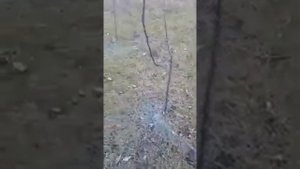 Обрезка и опрыскивание молодых деревьев в Краснодаре