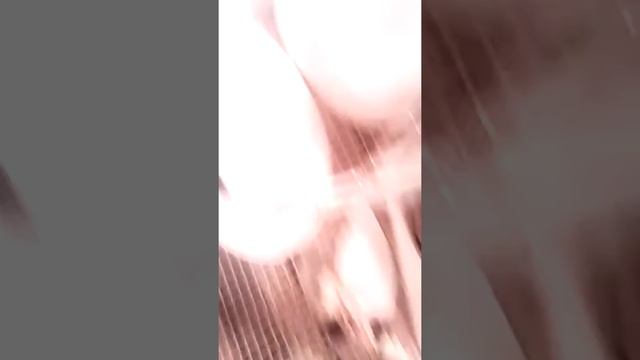 Инкубация гусей смотреть онлайн