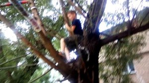 Залезаем на дерево