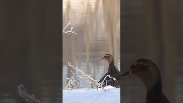 Весенняя охота. смотреть онлайн