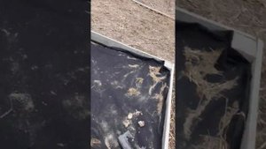 Кошки повредили кору на деревьях. Будем лечить!