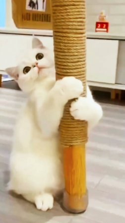 Танец маленьких котят🐱