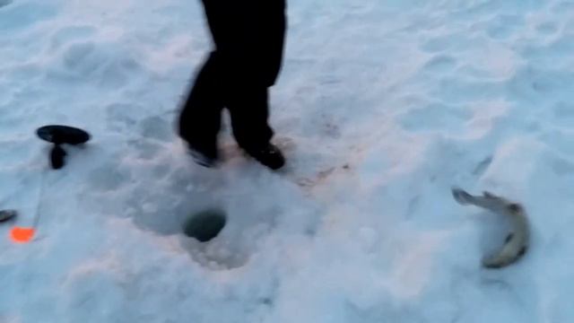 С Тёмкой в Липках 11.02.2017 часть 1 смотреть онлайн