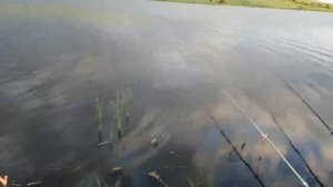 Рыбалка в июне на платном пруду.