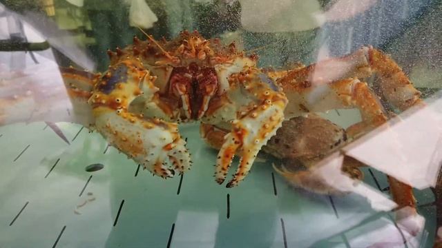 Краб в аквариуме смотреть онлайн