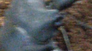 Обзор и содержание жука жирафа