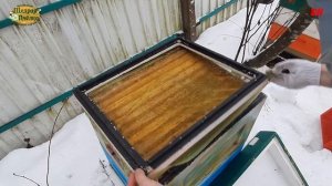 пасека, осмотр семей после сильных морозов, проверка кормов, пчеловодство