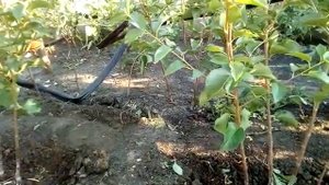 Перепрививка черешни ( щитки не прижились ).