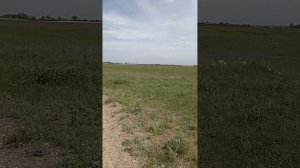 Музей под открытым небом под Алматы Сакские курганы 2020