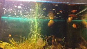 Аквариум со мхами, рыбки с 60 литрового аквариума