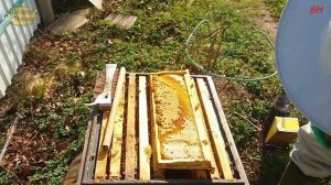 пчеловодство. расплод в ветлабораторию для оформления  паспорта пасеки