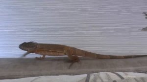 Игуана Гоша Дракоша