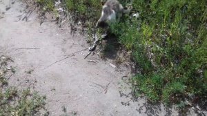 Кот поймал змею .