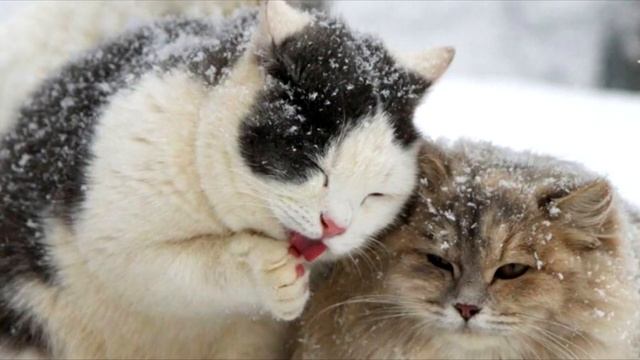 Котики и зима смотреть онлайн