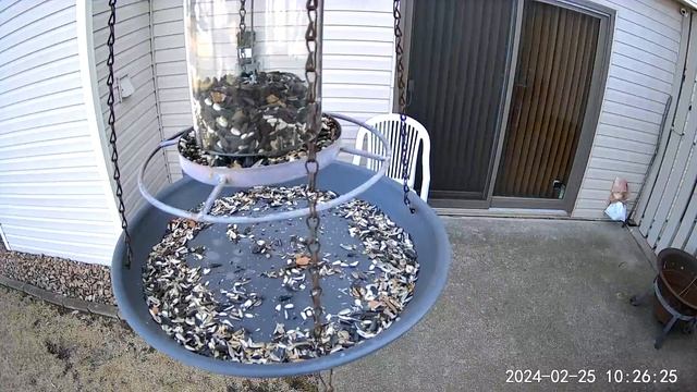 20240225 - Busy Black-capped Chickadees quickly grabbing seeds and peanuts to go