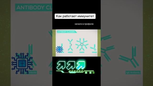 Как работает иммунитет ч2
