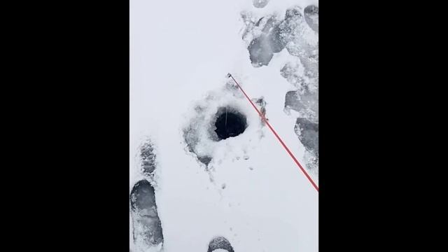 Зимняя рыбалка на мармышку и поклёвка окуня на балансир смотреть онлайн