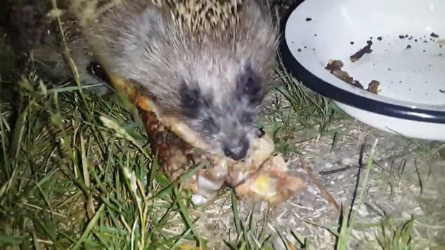 Ёжик кушает смотреть онлайн