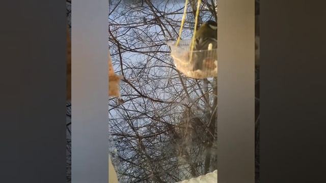 Что происходит на кормушке. Весёлые синички.🐦 смотреть онлайн