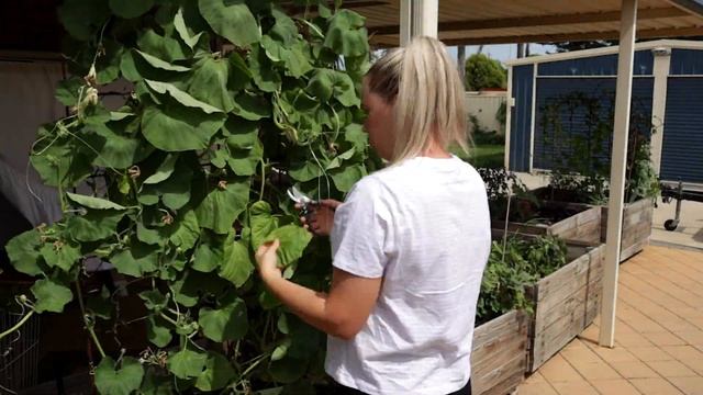 Urban Homesteading ~ End of summer update and HARVESTS from the Garden