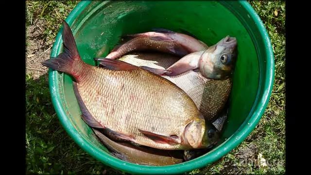 прикормка голодная рыба смотреть онлайн