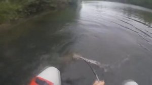 Большой сом на искусственную лягушку